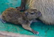 svetlana akulova soobshhaet o rozhdenii 200 detyonyshej redkih vidov v moskovskom zooparke-todey-ru-0