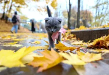 tatyana pozdnyakova predstavila prognoz pogody dlya moskvy v koncze oktyabrya-todey-ru-0