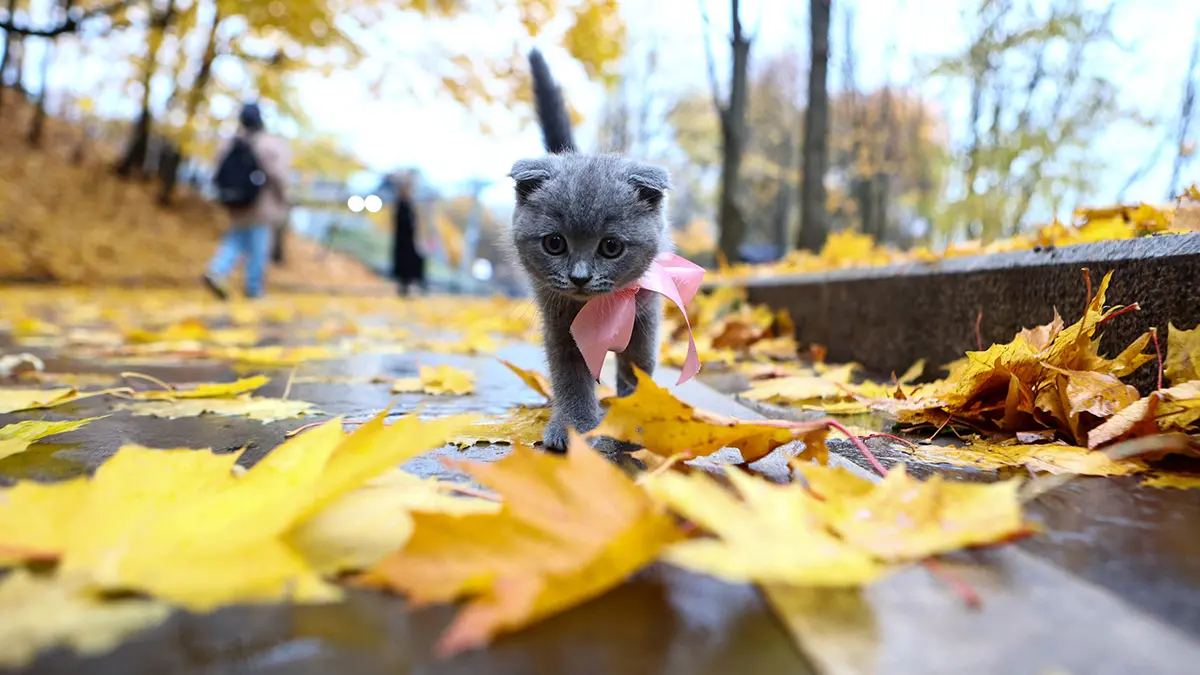 Метеоролог Позднякова рассказала, ждать ли снег и мороз в Москве до конца октября