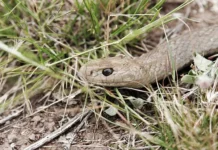 Тристиан Джеймс Фрам стал жертвой укуса коричневой змеи и редкого осложнения tristian dzhejms fram stal zhertvoj ukusa korichnevoj zmei i redkogo oslozhneniya-todey-ru-0
