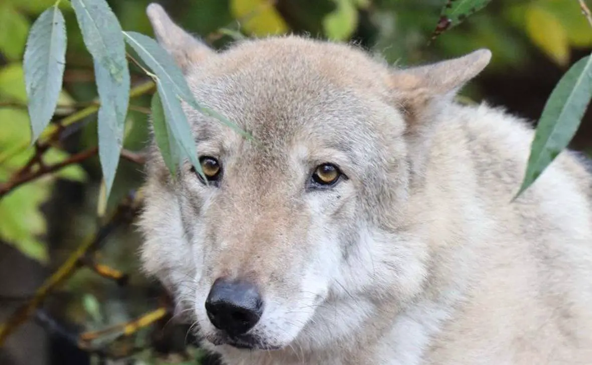 Тарзан (Московский зоопарк)