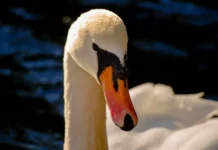 В Спасске-Дальнем суд рассмотрит дело о гибели лебедя-кликуна из Красной книги v spasskedalnem sud rassmotrit delo o gibeli lebedyaklikuna iz krasnoj knigi-todey-ru-0