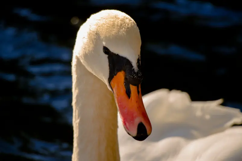 Фото: primamedia.ru