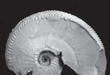 Алексей Константинов из ИНГГ СО РАН открыл род триасовых аммоноидей Orientosirenites aleksej konstantinov iz ingg so ran otkryl rod triasovyh ammonoidej -todey-ru-0