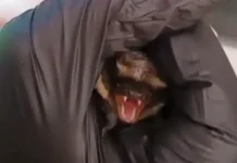 czentr reabilitaczii rukokrylyh moskovskogo zooparka darit letuchim mysham novuyu zhizn-todey-ru-0