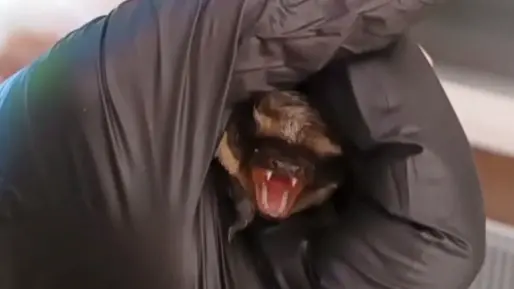 Семья москвичей два дня ждала, пока летучая мышь вылетит из их квартиры