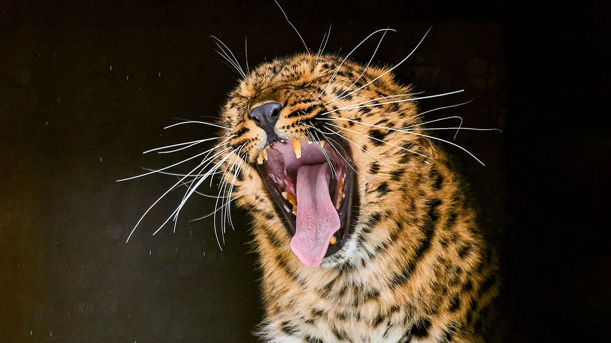 Леопарды в Индии привыкли к охоте на людей и разжирели