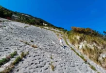 geologi italii obyasnili sledy melovogo perioda morskih cherepah posle zemletryaseniya-todey-ru-0