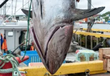 Гигантский атлантический тунец у берегов Великобритании и его триумф Devon Wildlife Trust gigantskij atlanticheskij tunecz u beregov velikobritanii i ego triumf -todey-ru-0