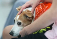 Игорь Сиротенко рассказывает о сервисе «Моспитомец» и заботе ГБУ «Доринвест» о питомцах igor sirotenko rasskazyvaet o servise mospitomecz i zabote gbu dorinvest o pitomczah-todey-ru-0