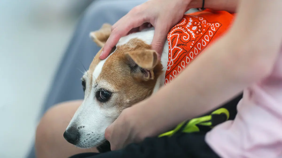 Эксперт Сиротенко: Сервис «Моспитомец» — большой шаг в помощи животным