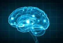 Как гипоталамус и Синхронизация раскрывают тайны наших желаний kak gipotalamus i sinhronizacziya raskryvayut tajny nashih zhelanij-todey-ru-0