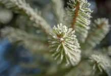 Константин Крутовский и AForGeN расшифровали геном пихты для будущего экосистем konstantin krutovskij i rasshifrovali genom pihty dlya budushhego ekosistem-todey-ru-0