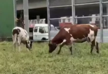 Коровы в районе метро Рассказовка и медведи на Красной поляне korovy v rajone metro rasskazovka i medvedi na krasnoj polyane-todey-ru-0