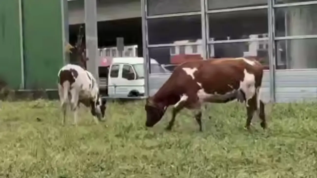 Двух пасущихся коров заметили у станции метро Рассказовка