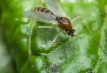 На пляжах Кубы российские туристы принимают меры против песчаных москитов na plyazhah kuby rossijskie turisty prinimayut mery protiv peschanyh moskitov-todey-ru-0