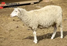 Николай Гондатти и Тюменский-1 комментируют инцидент с животным и расследование nikolaj gondatti i tyumenskij1 kommentiruyut inczident s zhivotnym i rassledovanie-todey-ru-0