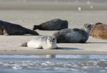 Обнаружение тюленей на Каспийском море и забота о дельфинах Анапы obnaruzhenie tyulenej na kaspijskom more i zabota o delfinah anapy-todey-ru-0