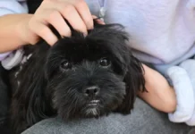 Передержка собак с Михаилом Шеляковым в центре Ваш Питомец Дома perederzhka sobak s mihailom shelyakovym v czentre vash pitomecz doma-todey-ru-0