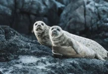 В Казахстане предпринимаются меры по спасению тюленей Красной книги v kazahstane predprinimayutsya mery po spaseniyu tyulenej krasnoj knigi-todey-ru-0