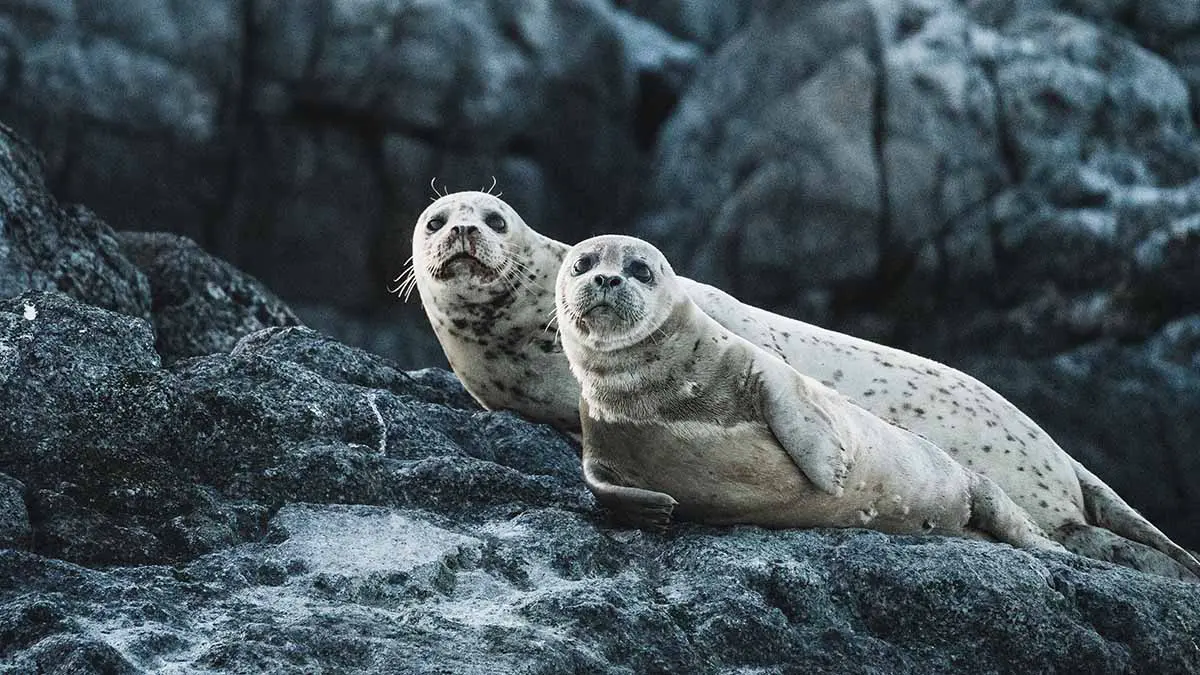 Более 100 тюленей могли умереть в Казахстане из-за снижения иммунитета