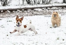 Владимир Голубев объясняет, как заботиться о лапах собаки зимой vladimir golubev obyasnyaet kak zabotitsya o lapah sobaki zimoj-todey-ru-0