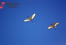 aisty iz kalugi nachali novyj etap v ryazanskoj oblasti po proektu veroniki matyushinoj-todey-ru-0