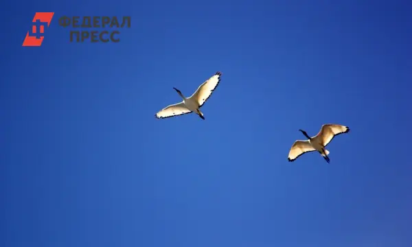 Аисты из Калуги начали новый этап в Рязанской области по проекту Вероники Матюшиной-0