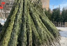 Александр Хаминский рассказал о крупных штрафах за сруб новогодних елок aleksandr haminskij rasskazal o krupnyh shtrafah za srub novogodnih elok-todey-ru-0