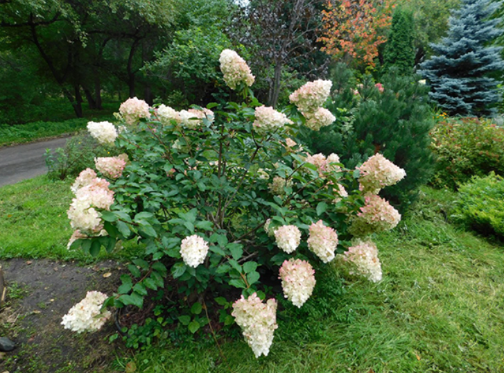 Алексей Вихарев помогает возродить сенсорный сад