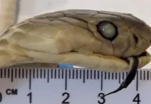 Барнаульские таможенники спасли редкую кобру в вине у путешественницы из Вьетнама barnaulskie tamozhenniki spasli redkuyu kobru v vine u puteshestvenniczy iz vetnama-todey-ru-0