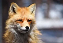 Департамент природопользования дает рекомендации по брачному периоду лис в Москве departament prirodopolzovaniya daet rekomendaczii po brachnomu periodu lis v moskve-todey-ru-0