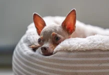 Исследование Rickettsia finnyi у собак открывает новые возможности в борьбе с риккетсиями и клещами issledovanie u sobak otkryvaet novye vozmozhnosti v borbe s rikketsiyami i kleshhami-todey-ru-0