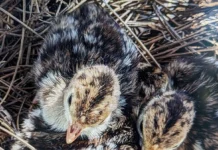 Как генетика помогает диким индейкам Саванна-Ривер адаптироваться к среде kak genetika pomogaet dikim indejkam savannariver adaptirovatsya k srede-todey-ru-0