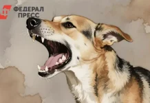 Красноярский край увеличил финансирование для работы с бездомными животными krasnoyarskij kraj uvelichil finansirovanie dlya raboty s bezdomnymi zhivotnymi-todey-ru-0