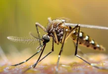 Минздрав Краснодарского края уверяет, что лихорадки не мешают отдыху россиян на Кубе minzdrav krasnodarskogo kraya uveryaet chto lihoradki ne meshayut otdyhu rossiyan na kube-todey-ru-0