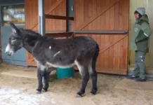 Ослик Жорик из Московского зоопарка начинает новую жизнь после СВО oslik zhorik iz moskovskogo zooparka nachinaet novuyu zhizn posle svo-todey-ru-0