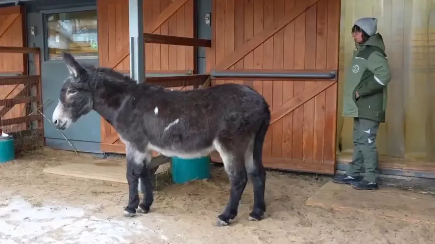 В Московском зоопарке рассказали о самочувствии осла, вернувшегося с СВО