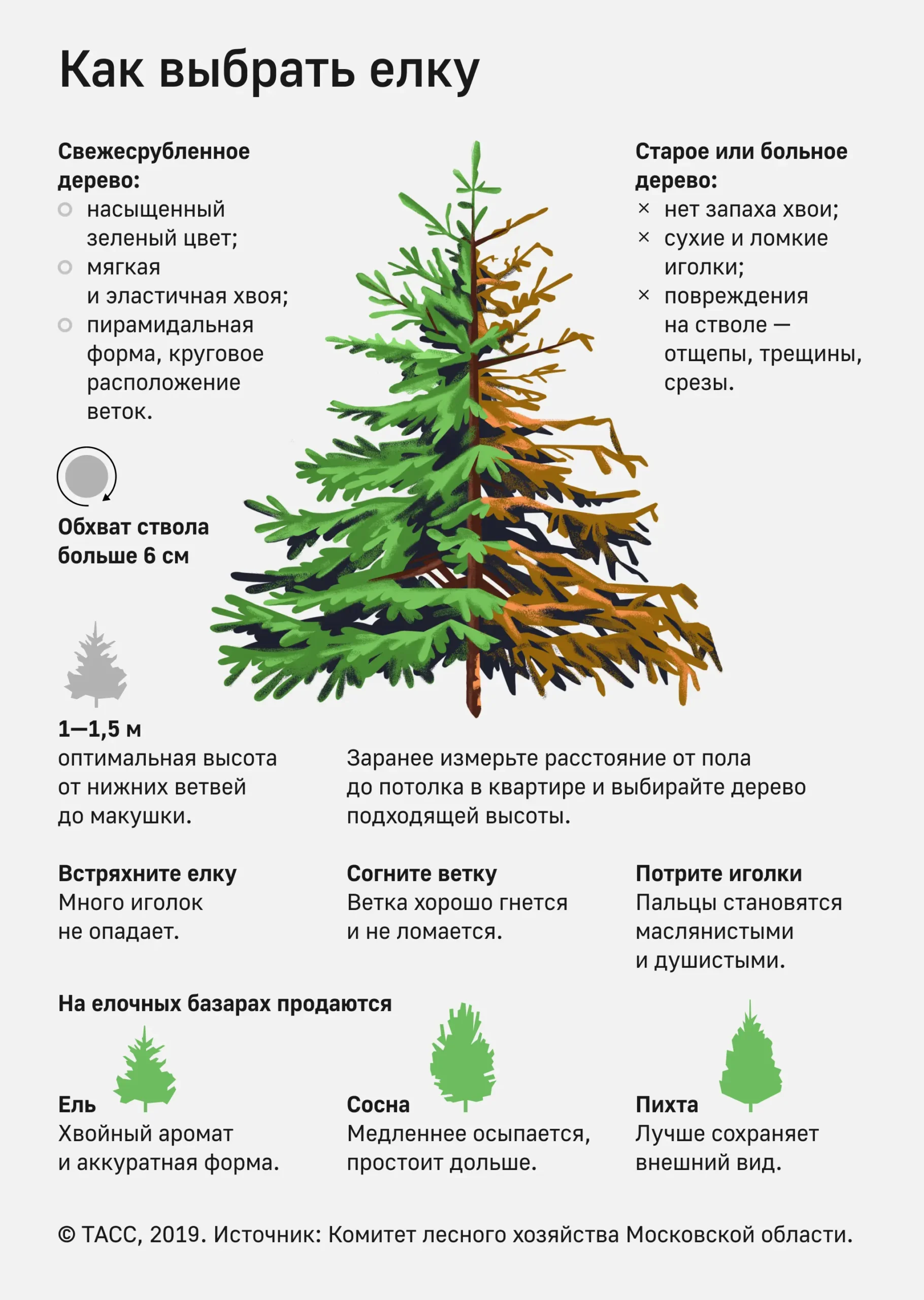 Как правильно выбрать елку