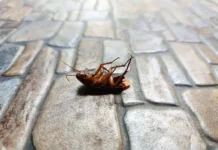 Прокуратура уделяет внимание безопасности питания школьников в Владивостоке и Санкт-Петербурге prokuratura udelyaet vnimanie bezopasnosti pitaniya shkolnikov v vladivostoke i sanktpeterburge-todey-ru-0