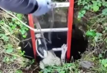 Пёс оказался в люке и повредил интернет-кабель рядом с Одинцово pyos okazalsya v lyuke i povredil internetkabel ryadom s odinczovo-todey-ru-0