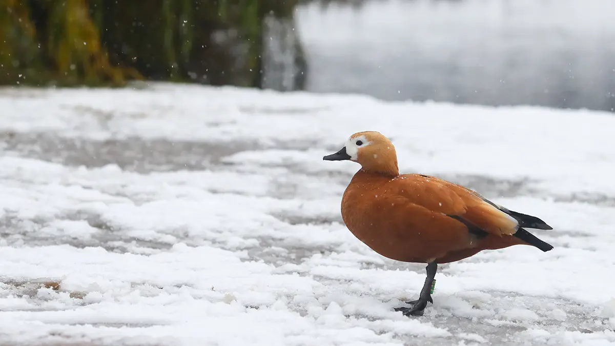 Когда в Москве пойдет снег и сформируется снежный покров: прогноз Гидрометцентра