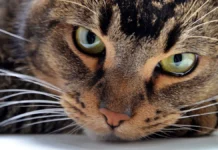 Роскачество дает советы по украшению новогодней елки для животных roskachestvo daet sovety po ukrasheniyu novogodnej elki dlya zhivotnyh-todey-ru-0