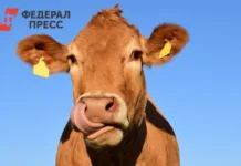 Рязанская область демонстрирует рост производства молока, мяса и яиц ryazanskaya oblast demonstriruet rost proizvodstva moloka myasa i yaicz-todey-ru-0