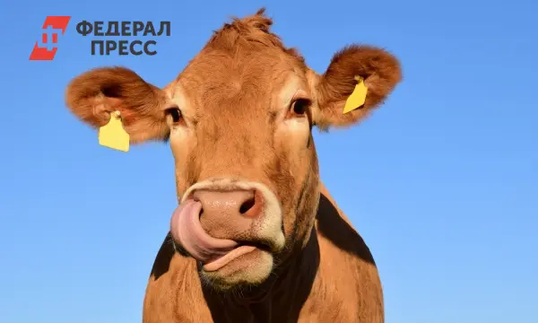 Рязанская область демонстрирует рост производства молока, мяса и яиц-0