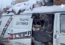 В Санкт-Петербурге зоозащитники и полиция спасли австралийских пастушьих собак v sanktpeterburge zoozashhitniki i policziya spasli avstralijskih pastushih sobak-todey-ru-0