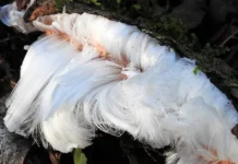 В Янган-Тау обнаружен волосатый лед, относящийся к Exidiopsis effusa v yangantau obnaruzhen volosatyj led otnosyashhijsya k -todey-ru-0