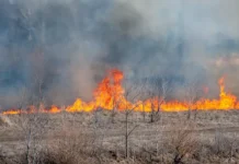 В Забайкалье подростки подожгли лес, связь с Украиной раскрывает СК v zabajkale podrostki podozhgli les svyaz s ukrainoj raskryvaet sk-todey-ru-0