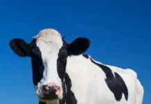 Александр Графодатский с ИМКБ СО РАН раскрыли тайны жвачных aleksandr grafodatskij s imkb so ran raskryli tajny zhvachnyh-todey-ru-0