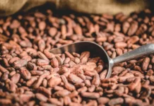 artur leer ob  i  prognoz czen na kakaoboby i shokolad-todey-ru-0